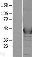 MEK1 (MAP2K1) Human Over-expression Lysate