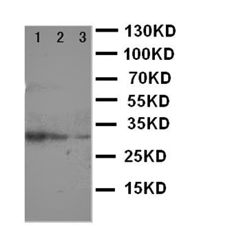 TRAF2 Rabbit Polyclonal Antibody