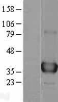 APE1 (APEX1) Human Over-expression Lysate