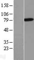 Annexin VI (ANXA6) Human Over-expression Lysate