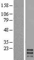 GM CSF (CSF2) Human Over-expression Lysate