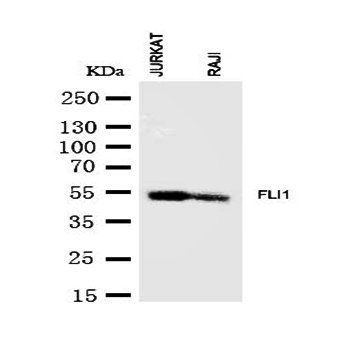 FLI1 Rabbit Polyclonal Antibody