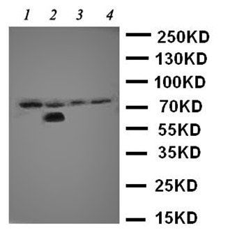 IRAK/IRAK1 Rabbit Polyclonal Antibody
