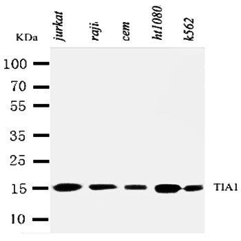Nucleolysin TIA-1 isoform p40 TIA1/TIA Rabbit Polyclonal Antibody