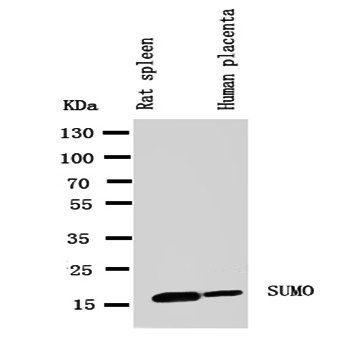 Sumo 1/SUMO1 Rabbit Polyclonal Antibody