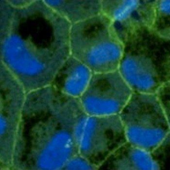 ZO1 Antibody