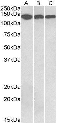 Goat anti-contactin 1 Antibody