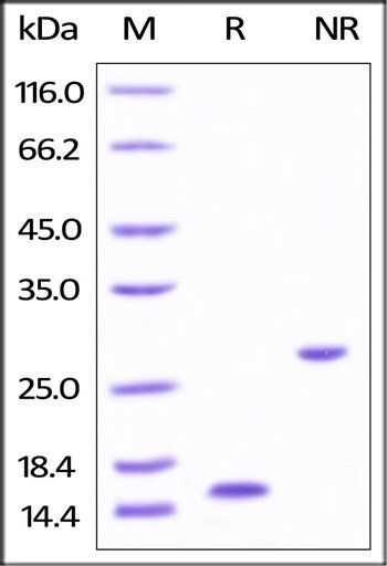 Human Activin A Protein