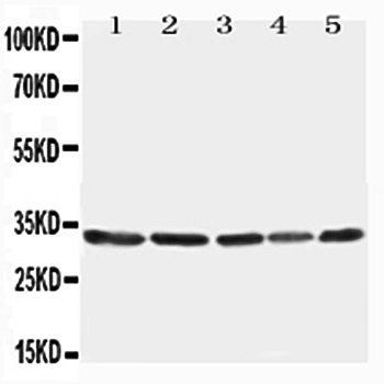 TNFAIP8L3 Rabbit Polyclonal Antibody