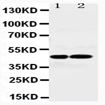 Vasopressin V1a receptor AVPR1A Rabbit Polyclonal Antibody