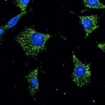 Rab7a Antibody