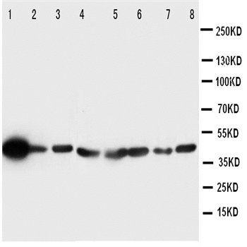 ERK2/MAPK1 Rabbit Polyclonal Antibody