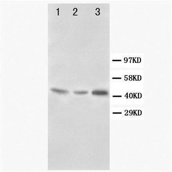 Decorin/DCN Rabbit Polyclonal Antibody