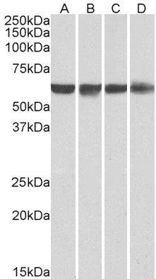 PTBP1/PTB Antibody