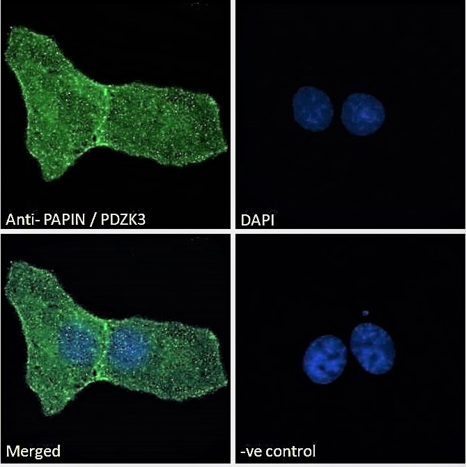 Goat anti-PAPIN / PDZK3 Antibody
