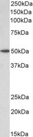 BAF53A and BAF53B Antibody