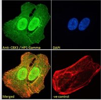 CBX3/HP1 Gamma Antibody