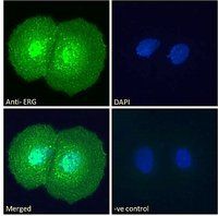 Goat anti-ERG Antibody