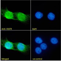 Goat anti-OGFR Antibody