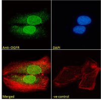 Goat anti-OGFR Antibody