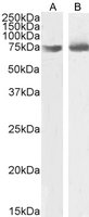 Goat anti-OGFR Antibody