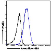 Karyopherin (importin) beta 1 Antibody