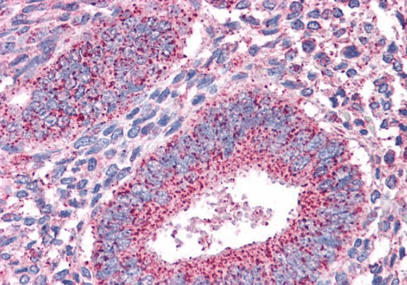 PTPRM Antibody