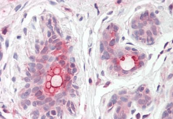 Goat anti-MRP8 / ABCC11 Antibody