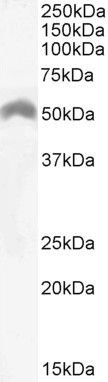 LSP1 Antibody