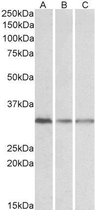 GNB2L1 Antibody