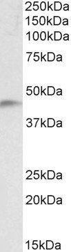 NDRG2 Antibody