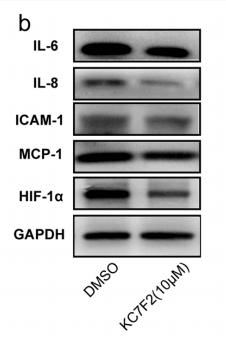 IL8 Antibody