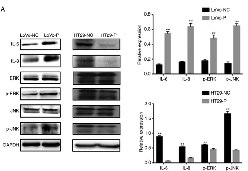 IL8 Antibody