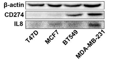 IL8 Antibody