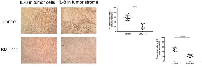 IL8 Antibody