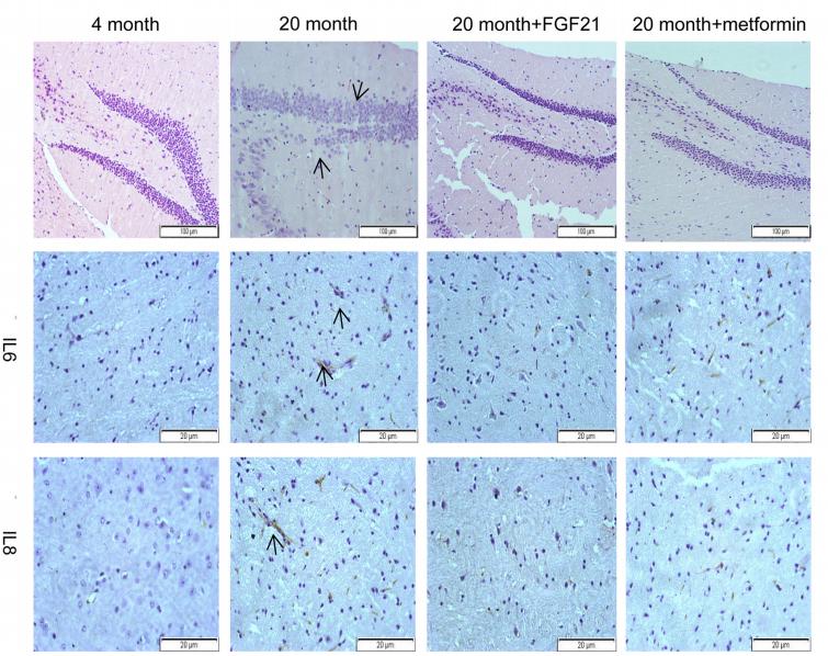 IL8 Antibody