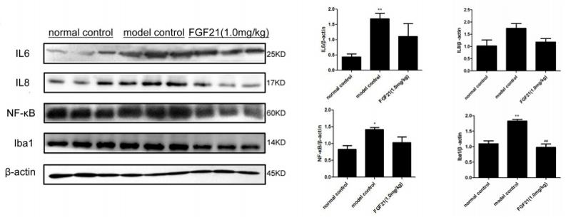 IL8 Antibody