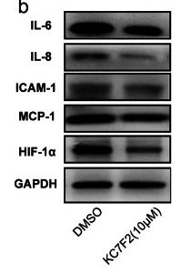 IL8 Antibody