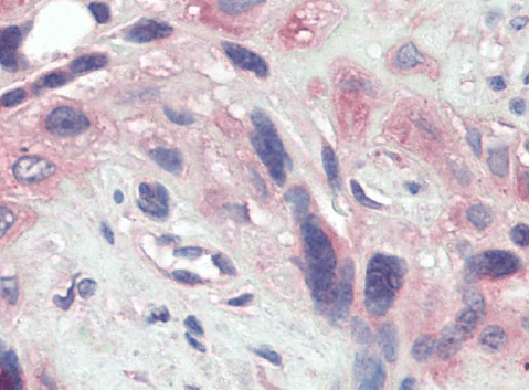 BMP1 (aa284-296) Antibody