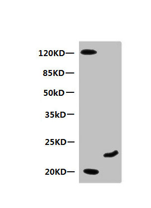MB Antibody