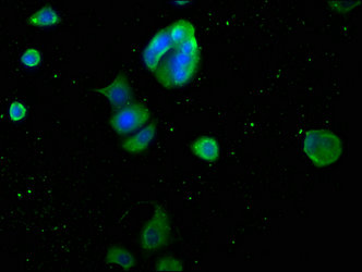 MB Antibody