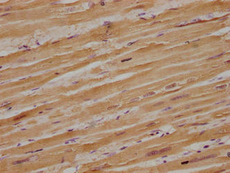 MB Antibody