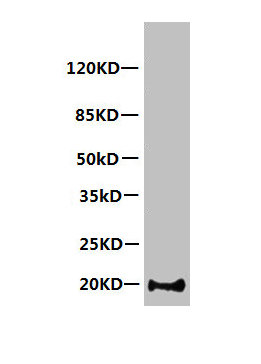 MB Antibody