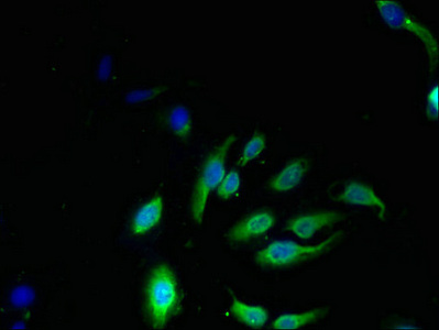 NKG7 Antibody (FITC)