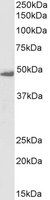 Flotillin 1, Biotinylated Antibody