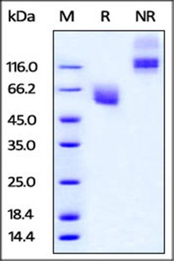 Cynomolgus / Rhesus macaque CD47 Protein, Fc Tag, low endotoxin