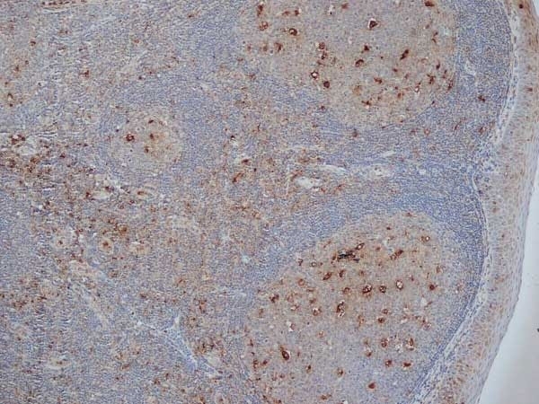 CD68 Antibody (RPE)