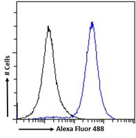 IRF4 (aa393-407) Antibody