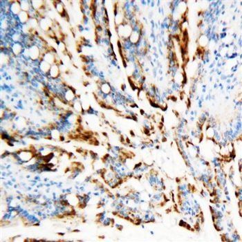 APE1/APEX1 Rabbit Polyclonal Antibody