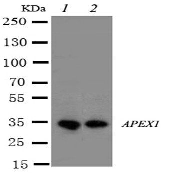 APE1/APEX1 Rabbit Polyclonal Antibody
